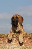 DOGUE ALLEMAND 298